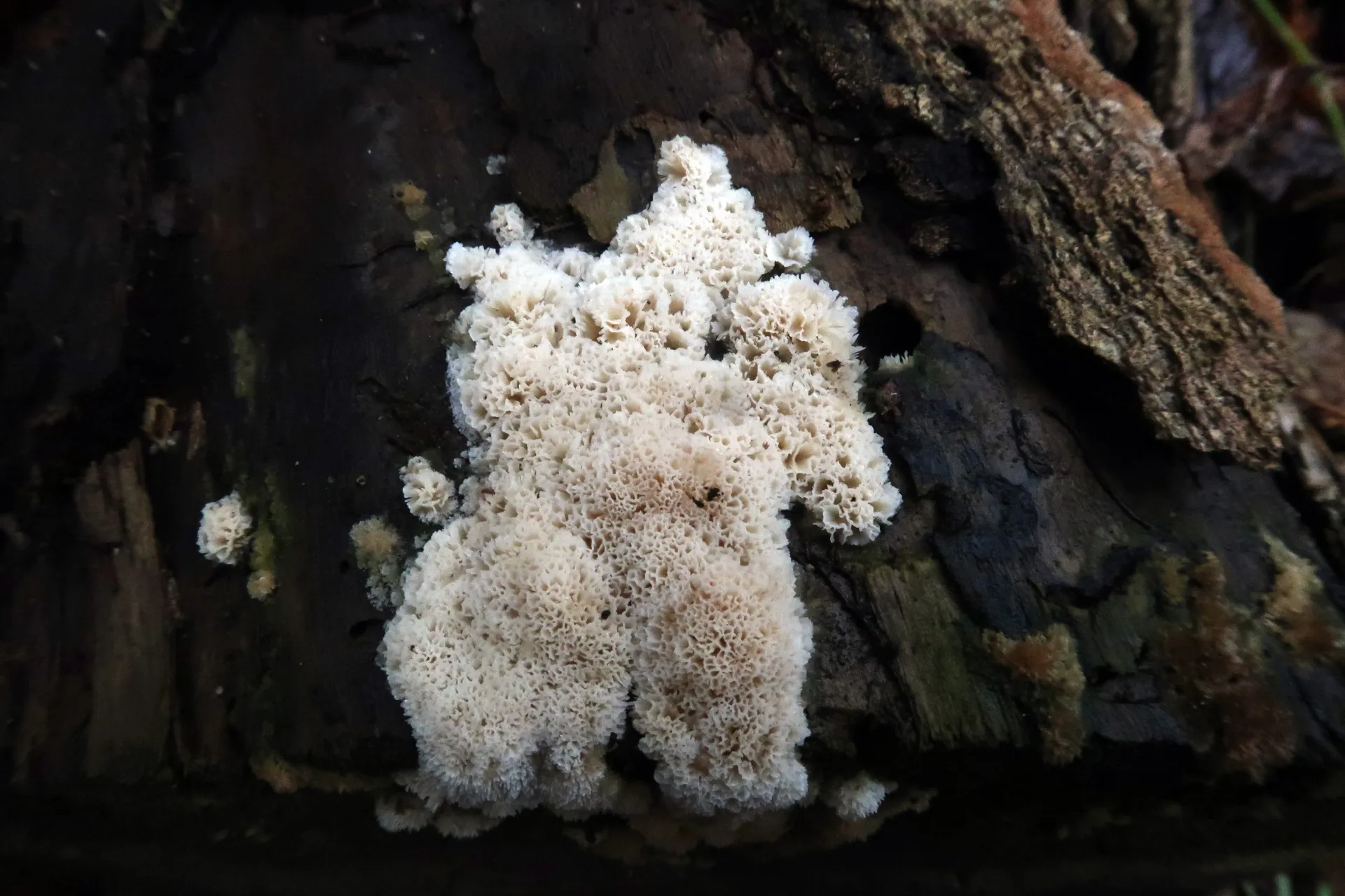 Irpex latemarginatus - 1 - IMG_2647